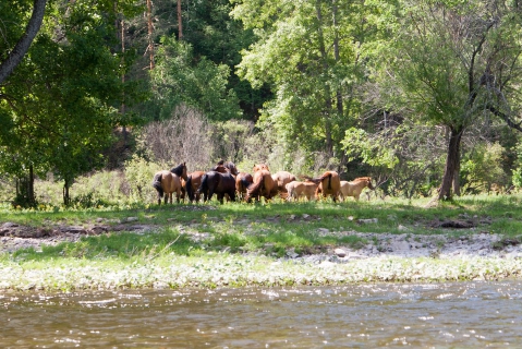 Кони на реке